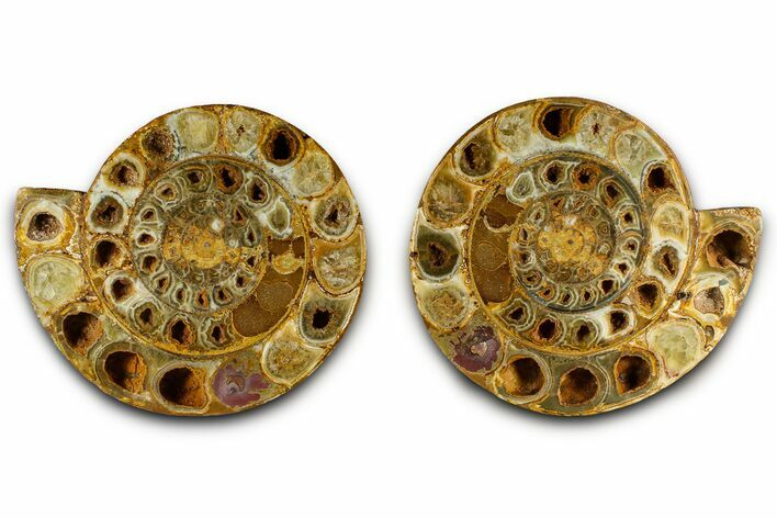 Cut & Polished Jurassic Ammonite (Perisphinctes) Fossil #369799